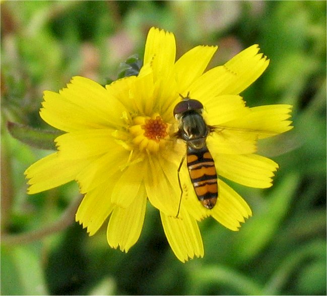 Episyrphus balteatus